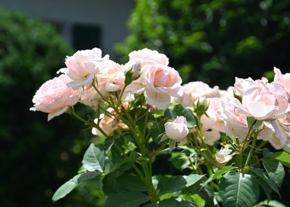 PS6_6650-2048x1365-1